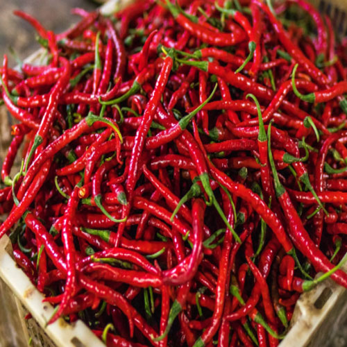  Best Red Chilli Exporter
